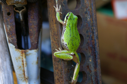 Tree Frog - Hanging out at Camp Swampy.