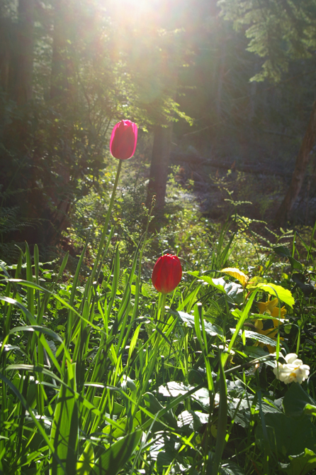 Early morning blooms - CB's tulips.