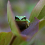 Tree frog, Camp Swampy