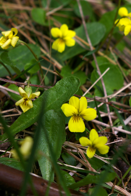 Wild, yellow violets in CB's back yard.