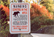Warning! - Coyotes in the area. Coyotes are wild animals and can be dangerous. Do not encourage them to approach. They are smart, fast & will take what they can get. (Lost Lagoon, Stanley Park, Vancouver, British Columbia.) PHOTO: Phil Flash, February 17, 2000.