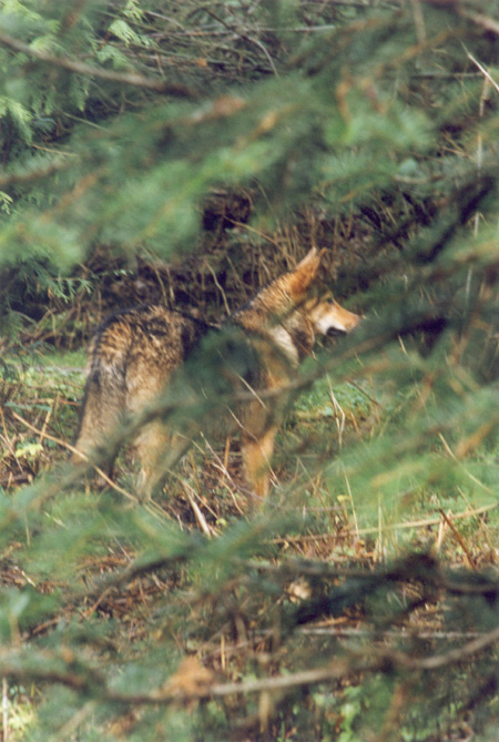 Distinctive - Coyotes have large pointed ears, a sharp, pointy muzzle, slender legs and are buff or grey in colour grizzled with black-tipped guard hairs. (Stanley Park, Vancouver, British Columbia.) PHOTO: Prof. Woods, February, 2000.