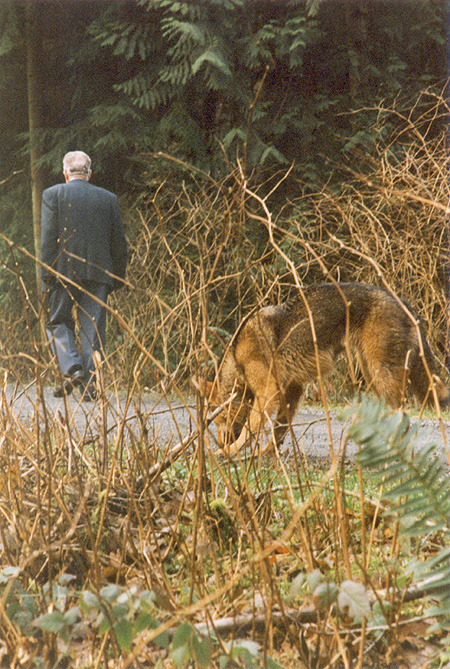 Bold - The Brush Wolf living in urban areas can lose it's fear of humans. (Stanley Park, Vancouver, British Columbia.) PHOTO: Prof. Woods, February, 2000.