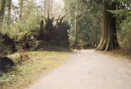 Sneaky - The Brush Wolf deaks off the path, behind an old-growth cedar stump. (Stanley Park, Vancouver, British Columbia.) PHOTO: Phil Flash, February, 2000.
