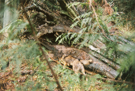 Industrious - dens are often dug into hollow trees, stream banks and sand knolls. (Stanley Park, Vancouver, British Columbia.) PHOTO: Phil Flash, February, 2000.