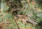 Industrious - dens are often dug into hollow trees, stream banks and sand knolls. (Stanley Park, Vancouver, British Columbia.) PHOTO: Phil Flash, February, 2000.