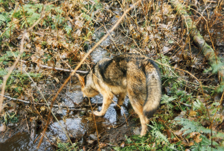 Tell-Tail Signs - The Brush Wolf's tail is bushy, black-tipped and nearly half the body length, carried low while running. The coyote's tail becomes bushy and is held horizontally when the coyote displays aggression. (Stanley Park, Vancouver, British Columbia.) PHOTO: Phil Flash, February, 2000.