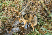 Tell-Tail Signs - The Brush Wolf's tail is bushy, black-tipped and nearly half the body length, carried low while running. The coyote's tail becomes bushy and is held horizontally when the coyote displays aggression. (Stanley Park, Vancouver, British Columbia.) PHOTO: Phil Flash, February, 2000.