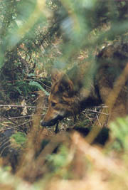 Delicate - The Brush Wolf has a narrow pointy muzzle, buff or tawny in colour and creamy under the chin. (Stanley Park, Vancouver, British Columbia.) PHOTO: Prof. Woods, February, 2000.