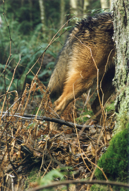 Luxurious - Brush Wolves often appear heavier than they actually are due to their thick double coat. In winter their fur become long and silky, and trappers hunt them for their fur. (Stanley Park, Vancouver, British Columbia.) PHOTO: Prof. Woods, February 2000.