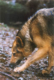 Wiley - Coyotes have a keen sense of smell is highly developed used to detect prey, carrion and scent left by other coyotes as territorial markers. (Stanley Park, Vancouver, British Columbia.) PHOTO: Prof. Woods, February, 2000.