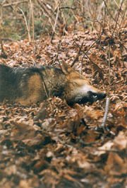 Scavenger - Coyotes have a varied diet and seem able to exist on whatever the area offers in the way of food. Coyotes eat meat and fish, either fresh or spoiled, and at times will eat fruits and vegetable matter. (Stanley Park, Vancouver, British Columbia.) PHOTO: Prof. Woods, February, 2000.