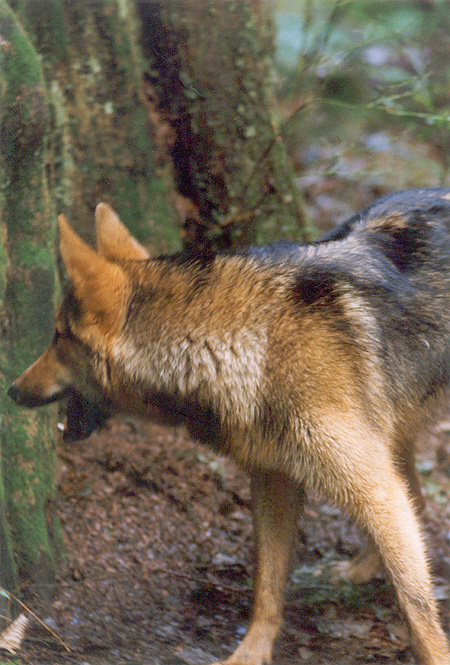 The Brush Wolf sees the Professor! Coyotes are territorial and very protective. (Stanley Park, Vancouver, British Columbia.) PHOTO: Bill Powers, February, 2000.