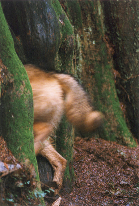 Watch Out! -  The Brush Wolf goes into the den after the Professor. (Stanley Park, Vancouver, British Columbia.) PHOTO: Bill Powers, February, 2000.