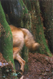 Watch Out! -  The Brush Wolf goes into the den after the Professor. (Stanley Park, Vancouver, British Columbia.) PHOTO: Bill Powers, February, 2000.