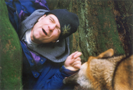 Dangerous! - Coyotes are not necessarily afraid of humans, and you could get bit if you corner one! (Stanley Park, Vancouver, British Columbia.) PHOTO: Bill Powers, February, 2000.