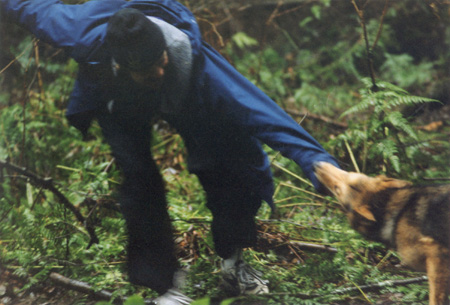 Fearless - This Brush Wolf is remarkably agressive and refuses to let go of the Professor's sleeve, even after he is dragged from her den. (Stanley Park, Vancouver, British Columbia.) PHOTO: Bill Powers, February, 2000.