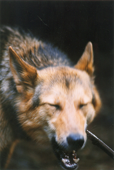 Not a Coyote at all! The Stanley Woods Brush Wolf appears to be none other than the critically endangered Red Wolf (Canis Rufus), which has never before been sighted on the west coast. (Stanley Park, Vancouver, British Columbia.) PHOTO: Bill Powers, February, 2000.