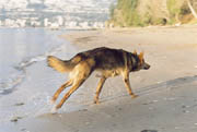 Coyote, Stanley Park, Vancouver, British Columbia.) PHOTO: Phil Flash, February 17, 2000.