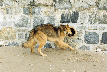 Lunch on the Beach - Coyotes often scavenge the shore for a meal. (Second Beach, Vancouver, British Columbia.) PHOTO: Phil Flash, February, 2000.