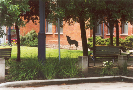 Urban Coyote - Coyotes have been sighted in most major cities in Canada, including Toronto and Vancouver. This public art piece is located in Asquith Square, Downtown Toronto. PHOTO: Prof. Woods, June, 2000.
