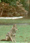 Brush Wolf, Province, Apr. 23, 2000