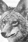 Brush Wolf, Province, May 4, 2000