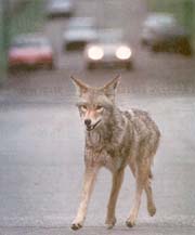 URBAN COYOTE: A coyote ignores traffic as it lopes along Cypress Street around 41st  Avenue. WARD PERRIN/Sun files