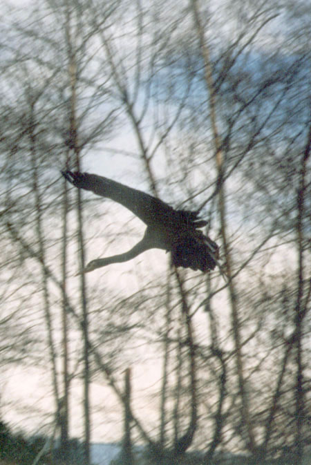 Ardea herodias: In Flight - During take-off and touch-down, the Great Blue Heron's neck is usually fully extended. The neck folds back once the heron is in full flight, while the legs trail behind. (Stanley Park, Vancouver, British Columbia.) PHOTO: Elaine Ayres, Winter 1996.