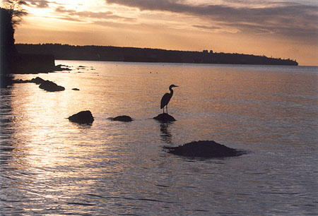 Ardea herodias: A lone Great Blue Heron keeping watch from a rock exposed by the receding tide turns sillouette at sundown. (Third Beach, Stanley Park, Vancouver, British Columbia.) PHOTO: Phil Flash, February 17, 2000.