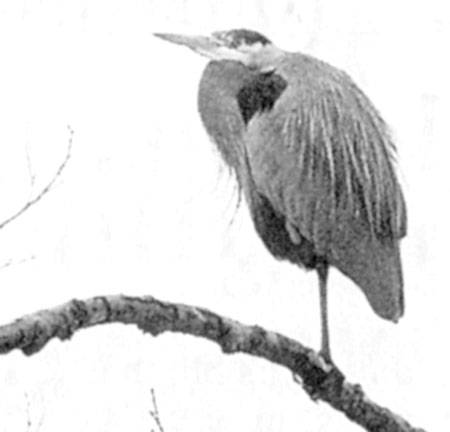Great Blue Heron: A Great Blue Heron keeps its eyes on the horizon from atop its perch in trees along the shores of Burnaby Lake. PHOTO: Rob Kryut/Vancouver Sun. Saturday, March 11, 2000. p. B4.