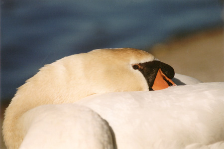 Majestic Grace - Mute Swans have incredible necks. (Lost Lagoon, Stanley Park, Vancouver, British Columbia.) PHOTO: M2.