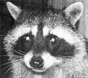 Raccoons: Cute enough to die for, but not to your dog. The distemper spreading among raccoons is no danger to humans but could be a dangerous canine strain. PHOTO: The Province, November 19, 1998.