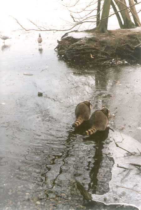 Raccoons: Two raccoons wander off together on the ice, Lost Lagoon, Stanley Park, BC. PHOTO: Elaine Ayres, 1996.