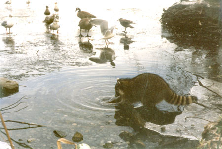 Wash Up For Dinner! - A Raccoon douses its snacks before dining. Throughout folklore Raccoons are well-known for this particular habit. (Lost Lagoon, Stanley Park, Vancouver, British Columbia.) PHOTO: Elaine Ayres, Winter 1996.