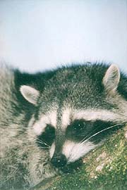 Tree Dweller - A mother Raccoon resting after her  playful young wore her out. (Lost Lagoon, Stanley Park, Vancouver, British Columbia.) PHOTO: M2, April 1996.
