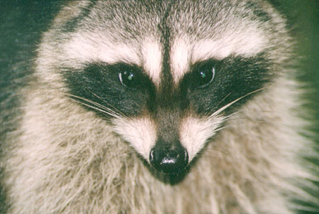 Tree Dweller - The Raccoon is reknowned for its 