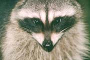 Tree Dweller - The Raccoon is reknowned for its 