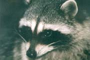 A Close Up! - Raccoons are very watchful of the other animals around them. (Lost Lagoon, Stanley Park, Vancouver, British Columbia.) PHOTO: M2, April 1996.