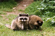 Raccoon - (Lost Lagoon, Stanley Park, Vancouver, British Columbia.) PHOTO: M2, February 1996.