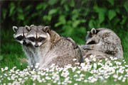 Raccoon - (Lost Lagoon, Stanley Park, Vancouver, British Columbia.) PHOTO: M2, February 1996.