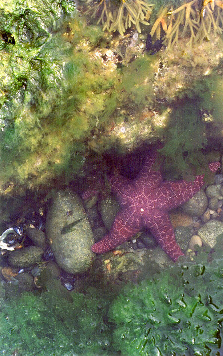 purple Starfish